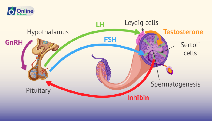 Lesson 17: Hormonal Regulation and Feedback